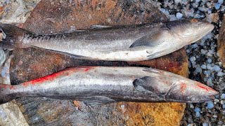 COBIA ( Kadavera )5 Kg Fish Cutting In Fish Market🔪|KF FISH CUTS