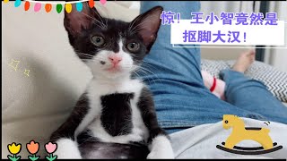 【王小智的成长日记】这脚得加了什么佐料，优雅小猫咪竟然是抠脚大汉！