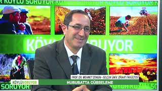 KÖYLÜ SORUYOR - HUBUBATTA GÜBRELEME