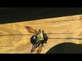 large carpenter bee sounds close up