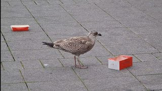 Galway City Is Disgusting