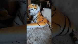 ②🐺2022.11.9WED🐯日本スピッツローズマリィ\u0026ひまわり🌻ろっちゃんトラ吉🐯を可愛がる🎥