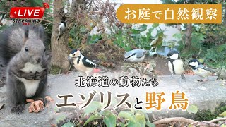 【エゾリスと野鳥の餌場(餌台)】 2023/12/14 Squirrel Bird Live Camera