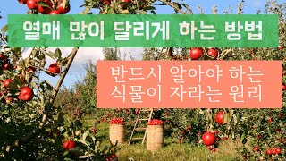 우리집 식물들이 열매를 안맺는 이유 / 열매 많이 달리게 하는 방법