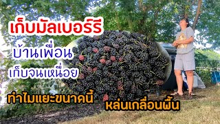 เมียฝรั่งต่างประเทศ คนไทยในอเมริกา เก็บมัลเบอร์รี่ บ้านเพื่อนเยอะมากจนเหนื่อย #เก็บของป่า #เมียฝรั่ง