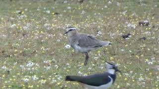 Abibe-sociável (Vanellus gregarius) -  Arraiolos, Évora