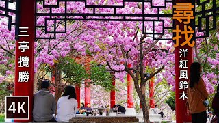 散步尋找洋紅風鈴木-高雄澄清湖旁邊的三亭攬勝 |  Walk along Cheng Ching Lake in search of Flower Tabebuia rosea