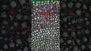 Sempervivum cuttings propagate day3 . Please like \u0026 subscribe 长生草扦插第三天。 #多肉植物 #succulent #plantcare