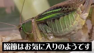 キリギリス　   食事　鰯節が大好き