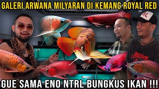 GALERI ARWANA MILYARAN DI KEMANG ROYAL RED ! GUE SAMA ENO NTRL BUNGKUS IKAN !!!  #KINGOFTHEJUNGLE