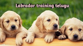 Labrador training telugu