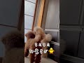 トイプードル　 shorts toypoodle 日常 おはよう