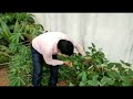 My organic farm | Vegetable garden | Pure fresh brinjal | Professor garden