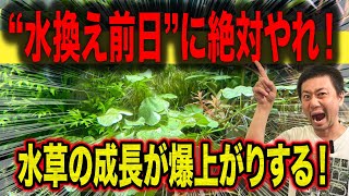 【知らなきゃ損！】水換え前日に○○を入れるだけで水草の成長が激変！