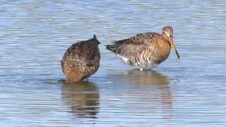 Black-tailed godwit (Limosa limosa)