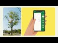 healthy trees healthy cities training video series crown vigor