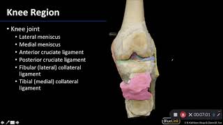 Joints: Knee Region - Dissection Supplement