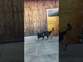 シェパード犬　タコ坊やに翻弄される朝活 ボール遊び 屋根 キャッチャー