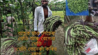 আহক চাও লেচেৰা মাহ খেতি আৰু বেগেনা খেতি