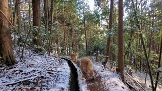 [小さなﾀｲﾑｶﾌﾟｾﾙ] ゴールデンレトリバーレトリバーと歩く雪の用水路。