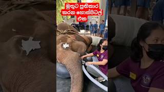 මුතුරාජාට ප්‍රතිකාර කරන හොස්පිටල් එක 🐘🏥🌳 #elephant #muthuraja #srilanka