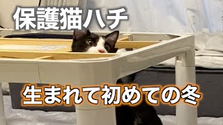 猫が生まれて初めてコタツと出会う