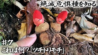 【絶滅危惧種】第7回「キノコじゃないよ！なんて可愛い姿の植物『ツチトリモチ』」【本田高史／ショクナナ植物研究所】