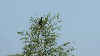 Тетерев токует Lyrurus tetrix / Song of Black Grouse