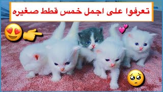 تعرفوا على القطط الصغيره الجميلة اولاد القطه سكره 😍❤️ / Mohamed Vlog