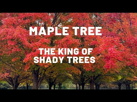 Are maple trees good for anything?