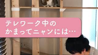 CIAOちゅ～るで平和なテレワークを