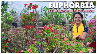 Euphorbia Everything You Need to Know | Care, Propagation, Tips, and More!