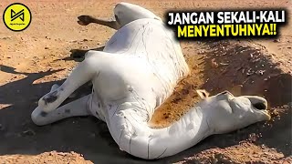 Segera Minta Pertolongan, Jika Melihat Bangkai Hewan Ini!