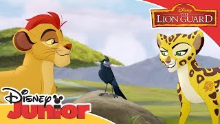 The Lion Guard - Tammaa the Drongo