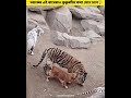 এই কুকুরটি এই বাঘগুলোর মা 😯 the dog who raised tiger shorts