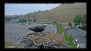 Hellgate Osprey - 💖The Queen's Last Nest Visit Season 2024💖 - Mon 9-16-24 clip1