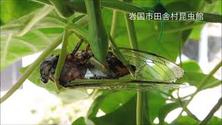 凄絶！ セミを食べるカマキリ！