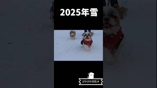 ぴかぴか日記✨　その155 2025年雪の日は息ぴったり！！　#シーズー #shihtzu #愛犬 #pets # japan