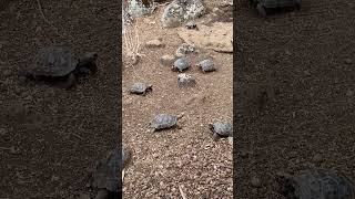 Giant Tortoises at a Rehabilitation Center in the Galapagos Islands - Breeding Center for Tortoises