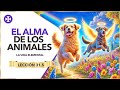 El alma de los animales | Los seres elementales - Lección 31.5