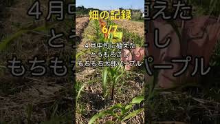 [畑の記録6/7]とうもろこし失敗　麦に覆われて陽当たり悪かった