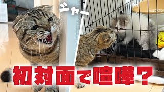 【威嚇】子猫と先住猫の初対面はまさかの展開に…