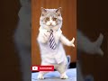 Cat dance #viralvideo #trending #ytshorts #shorts #shortsfeed #cat #pet#catdance