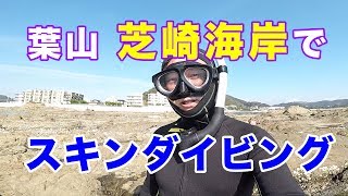 葉山　芝崎海岸スキンダイビング