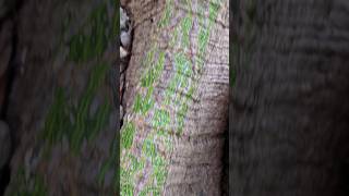 Green bark on ceiba kapok tree Playa del Carmen Mexico tropical plant life #nature #explore #unusual