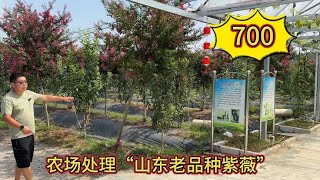 捡漏了！农场处理400棵“山东老品种紫薇”，一开花就是大半年