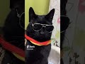 【旅猫】黒猫ジジにゃんちょいワル謹賀新年2023 shorts 黒猫　 ジジ猫　 旅猫ジジ