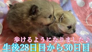 【ポメラニアン】ふうかちゃんの赤ちゃんの生後28日目から30日目