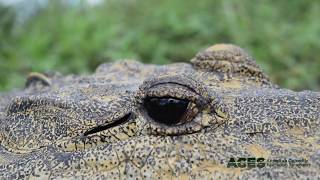 Crocodile Eye Sinking and Blinking