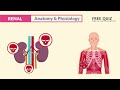 kidney nephron anatomy u0026 physiology renal system nclex rn u0026 lpn